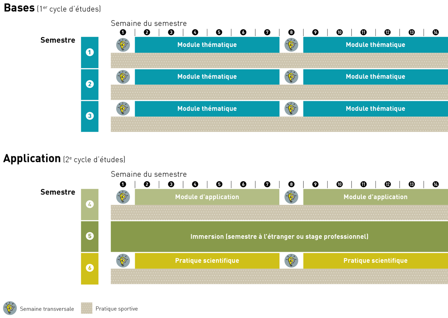 Aperçu de la structure semestrielle de la Bachelor, divisé en deux parties : les bases (du 1er au 3e semestre) et l'application (du 4e au 6e semestre). Le graphique montre une répartition temporelle des semaines de semestre avec différents modules. Les trois premiers semestres sont consacrés à des modules thématiques. En parallèle, des cours de sport ont lieu. La première et la huitième semaine de chaque semestre sont des semaines transversale. Le rythme change dans les semestres supérieurs. Au quatrième semestre, deux modules d'application sont au premier plan, parallèlement à la pratique sportive. Le cinquième semestre est un semestre à l'étranger ou un stage professionnel. Au sixième semestre, deux modules de pratique scientifique sont au programme, parallèlement à la pratique sportive. Aux quatrième et sixième semestres, la première et la huitième semaine sont également des semaines transversale.
